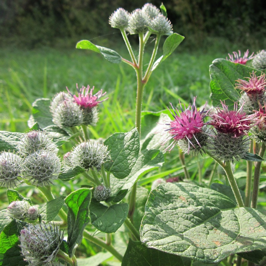 Burdock Tincture