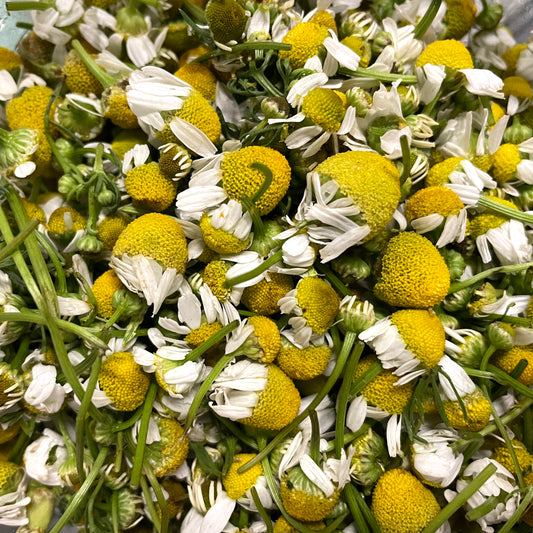 Chamomile Glycerite