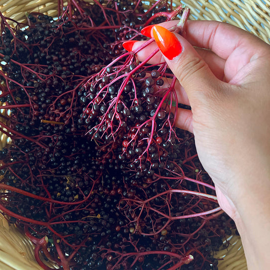 Elderberry Tincture