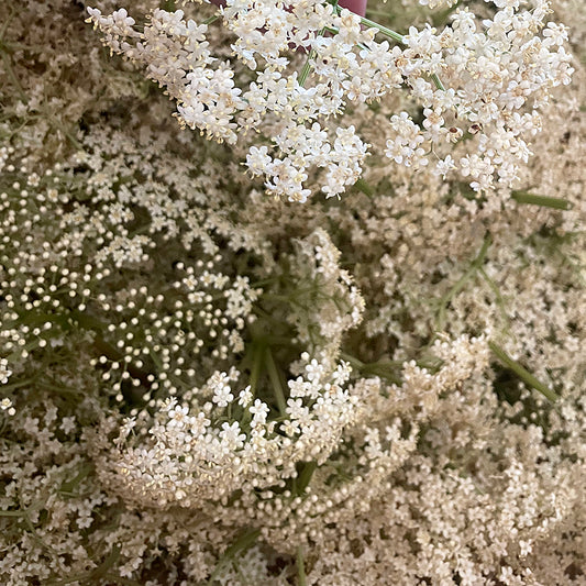 Elderflower Tincture