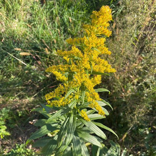 Goldenrod Tincture