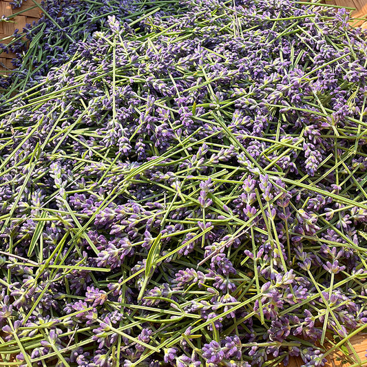 Lavender Tincture