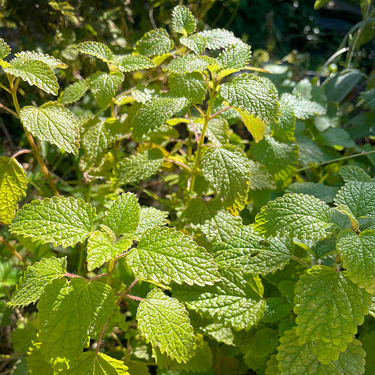 Lemon Balm Glycerite