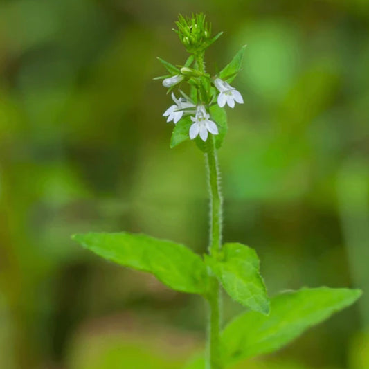 Lobelia Tincture