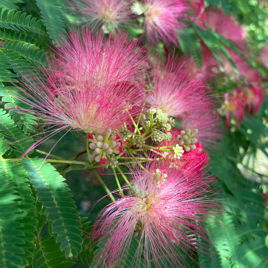Mimosa Flower Tincture