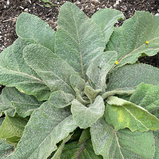 Mullein Leaf Tincture