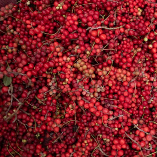 Schisandra Berry Tincture