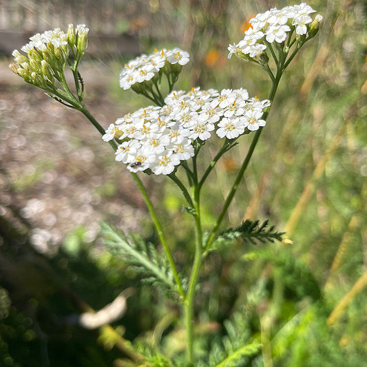 Yarrow Tincture