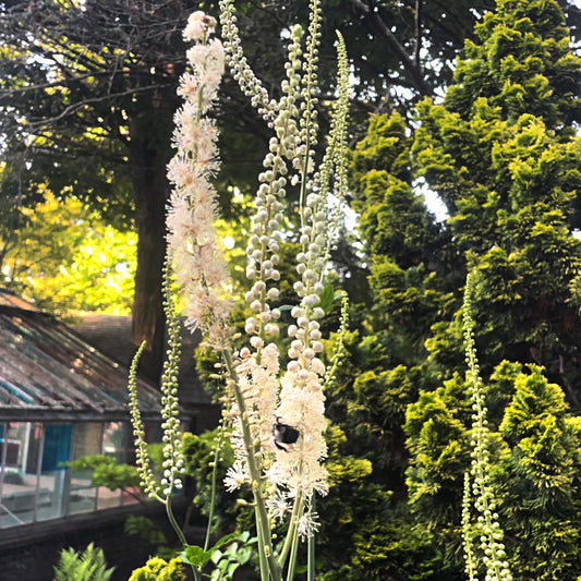 Black Cohosh Tincture