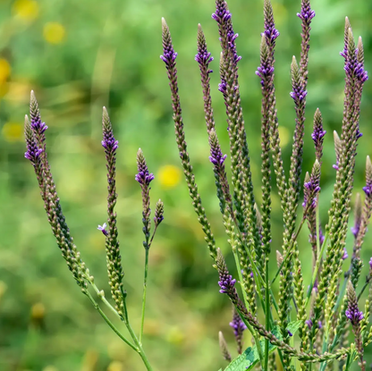 Blue Vervain Tincture