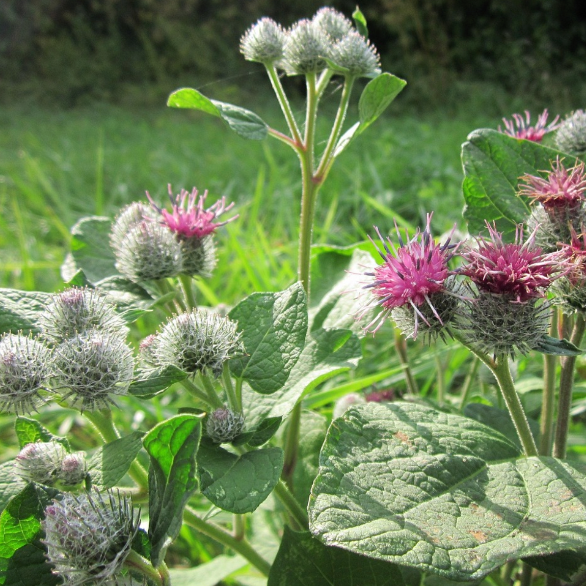 Burdock Tincture