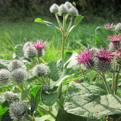Burdock Tincture
