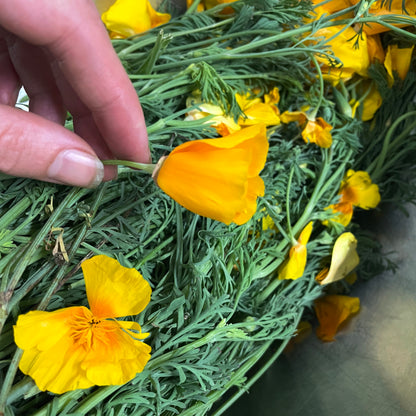 California Poppy Tincture