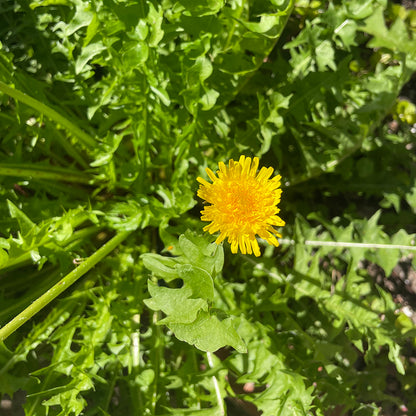 Dandelion Tincture