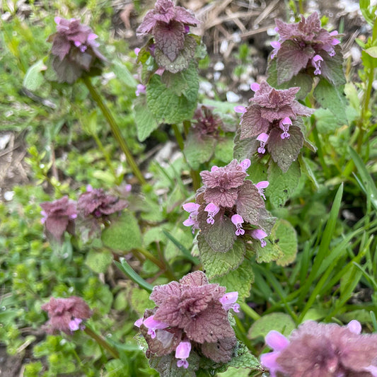 Dead Nettle Tincture
