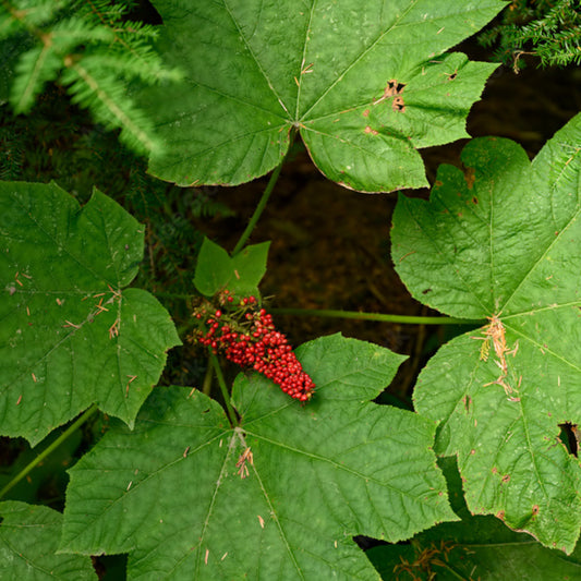 Devil's Club Tincture
