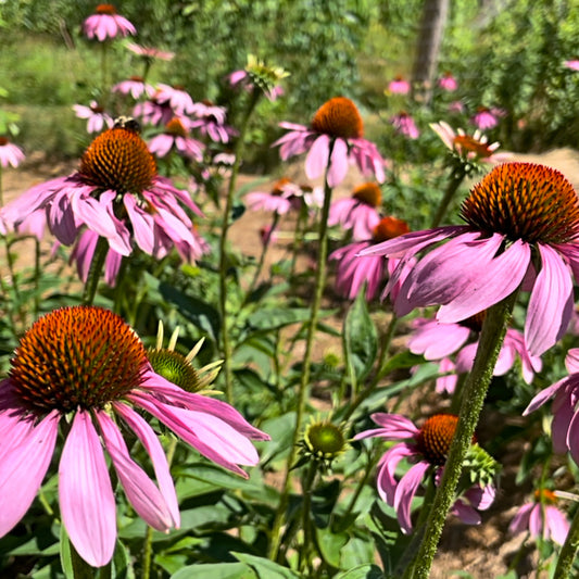 Echinacea Tincture