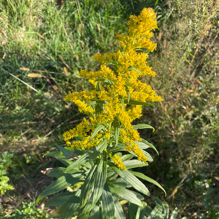 Goldenrod Tincture