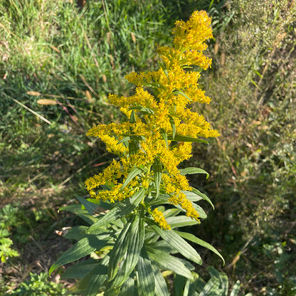 Goldenrod Tincture