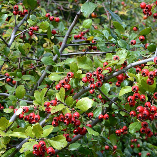 Hawthorne Berry Tincture