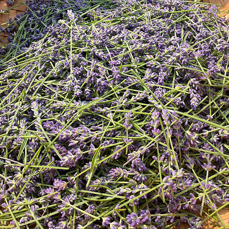Lavender Tincture