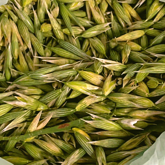 Milky Oats Glycerite