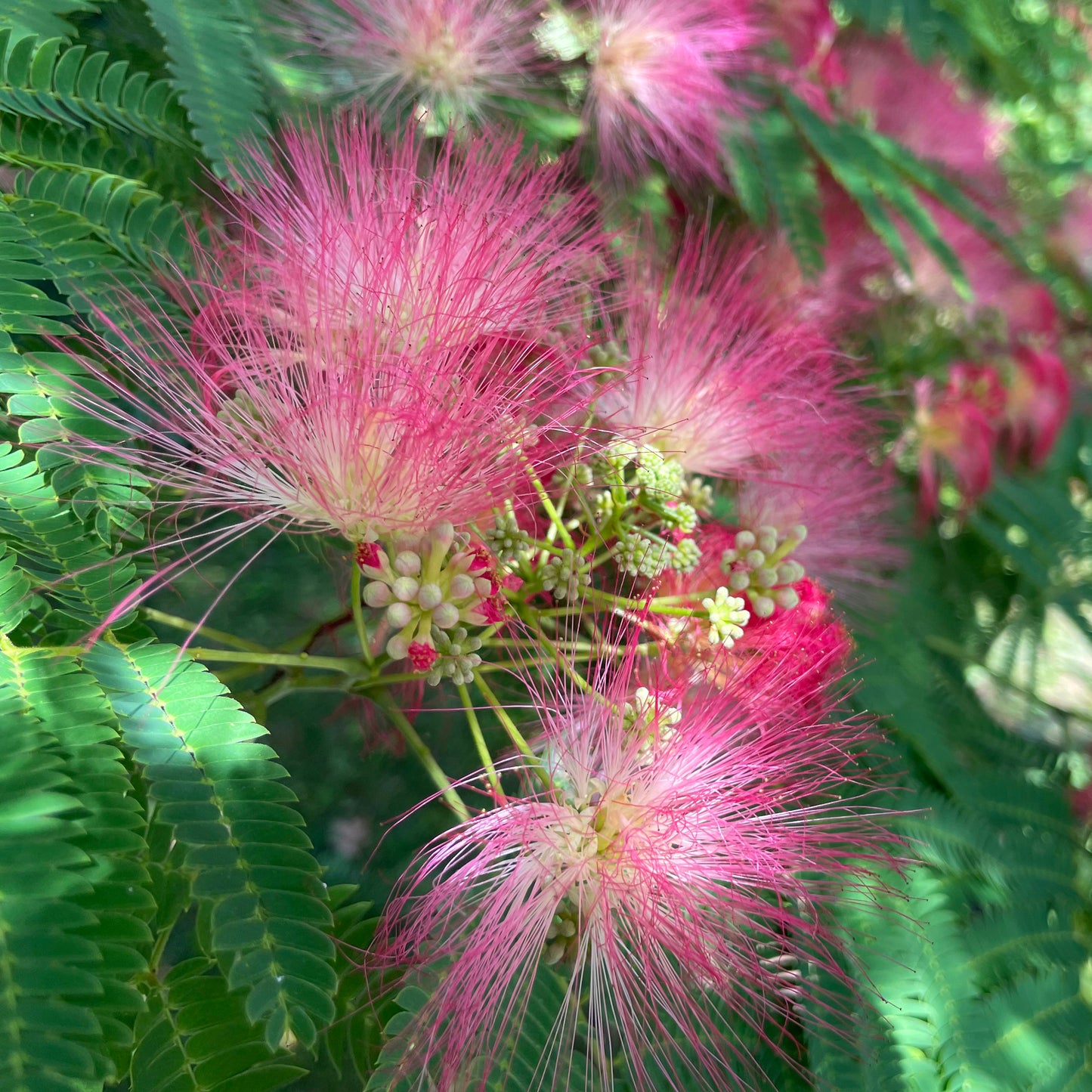 Mimosa Flower Tincture