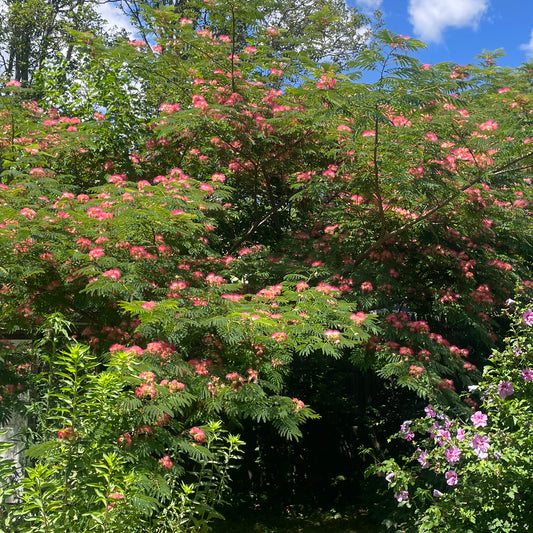 Mimosa Bark Tincture