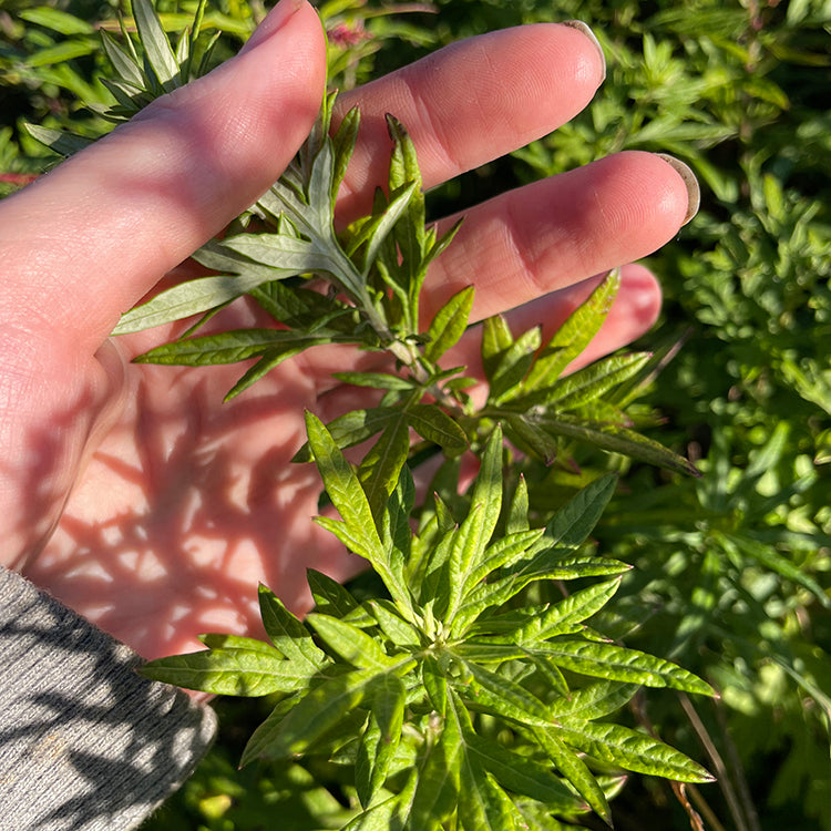 Mugwort Tincture