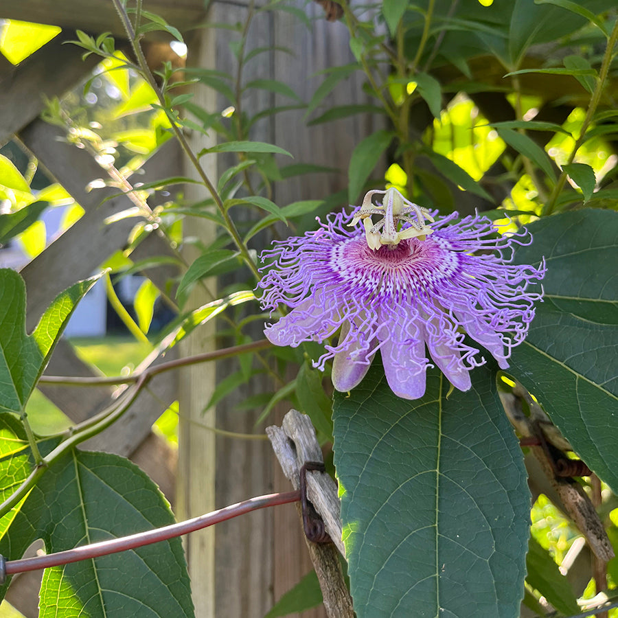 Passionflower Tincture
