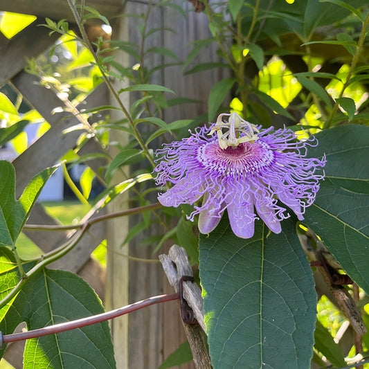 Passionflower Tincture