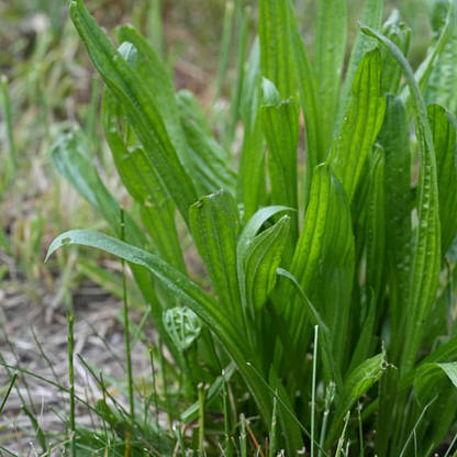Plantain Leaf Tincture