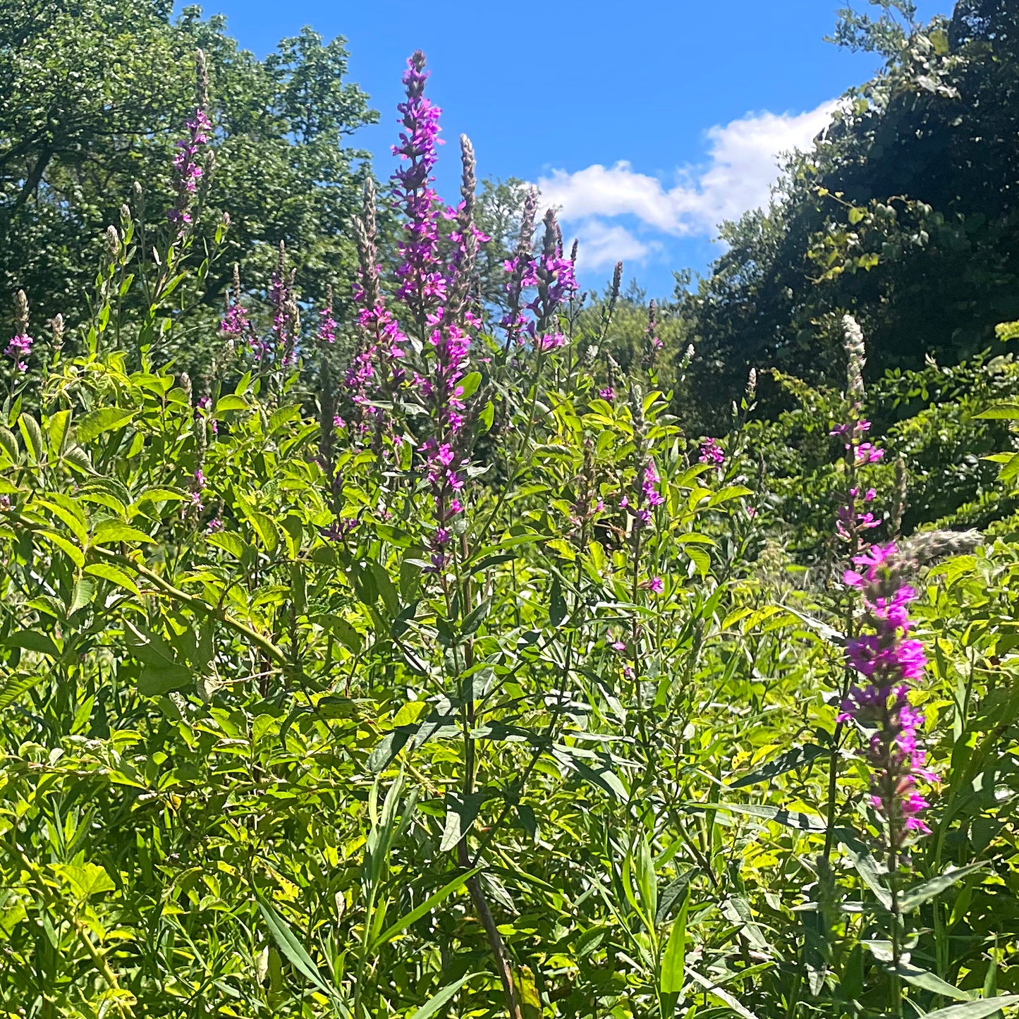 Purple Loosestrife Tincture