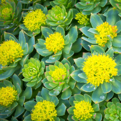 Rhodiola Tincture