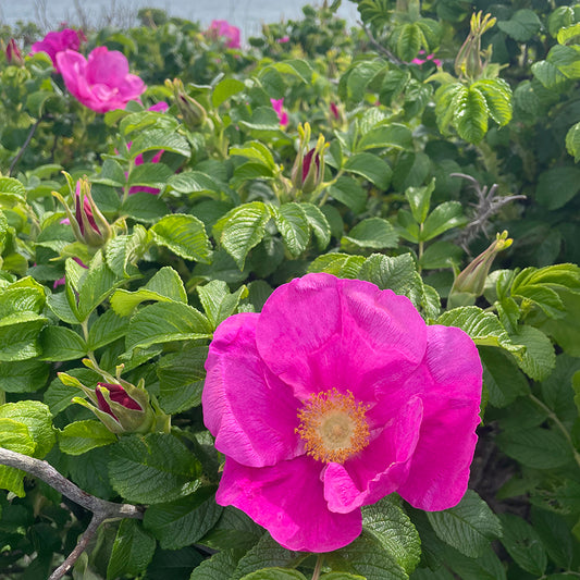Beach Rose Glycerite