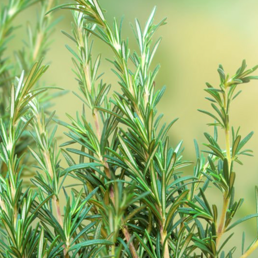 Rosemary Tincture
