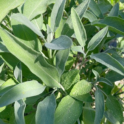 Sage Tincture