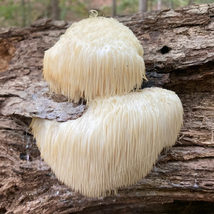 Lion's Mane Mushroom Tincture
