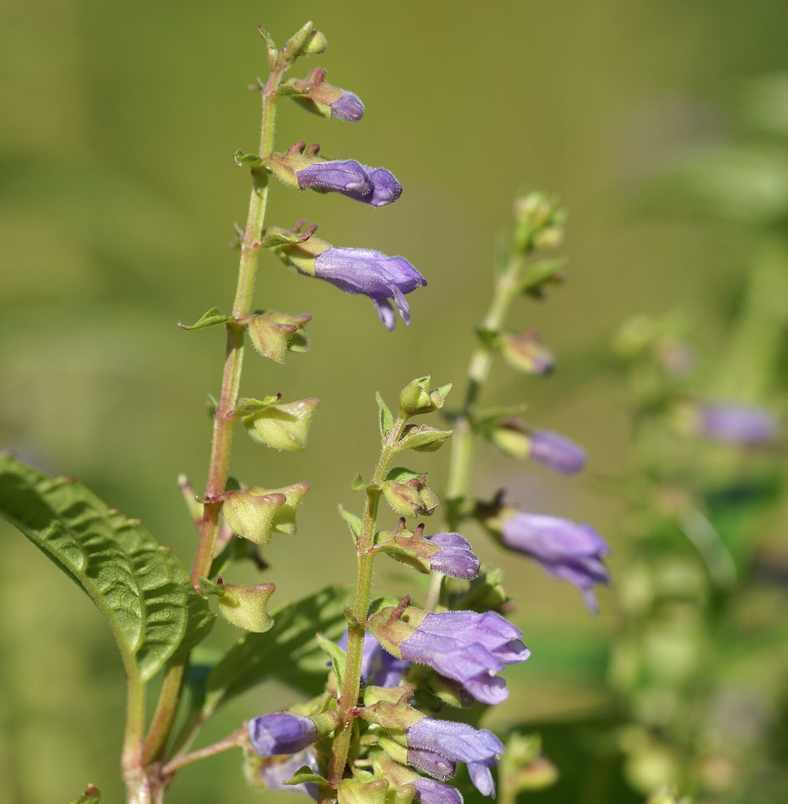 Skullcap Tincture