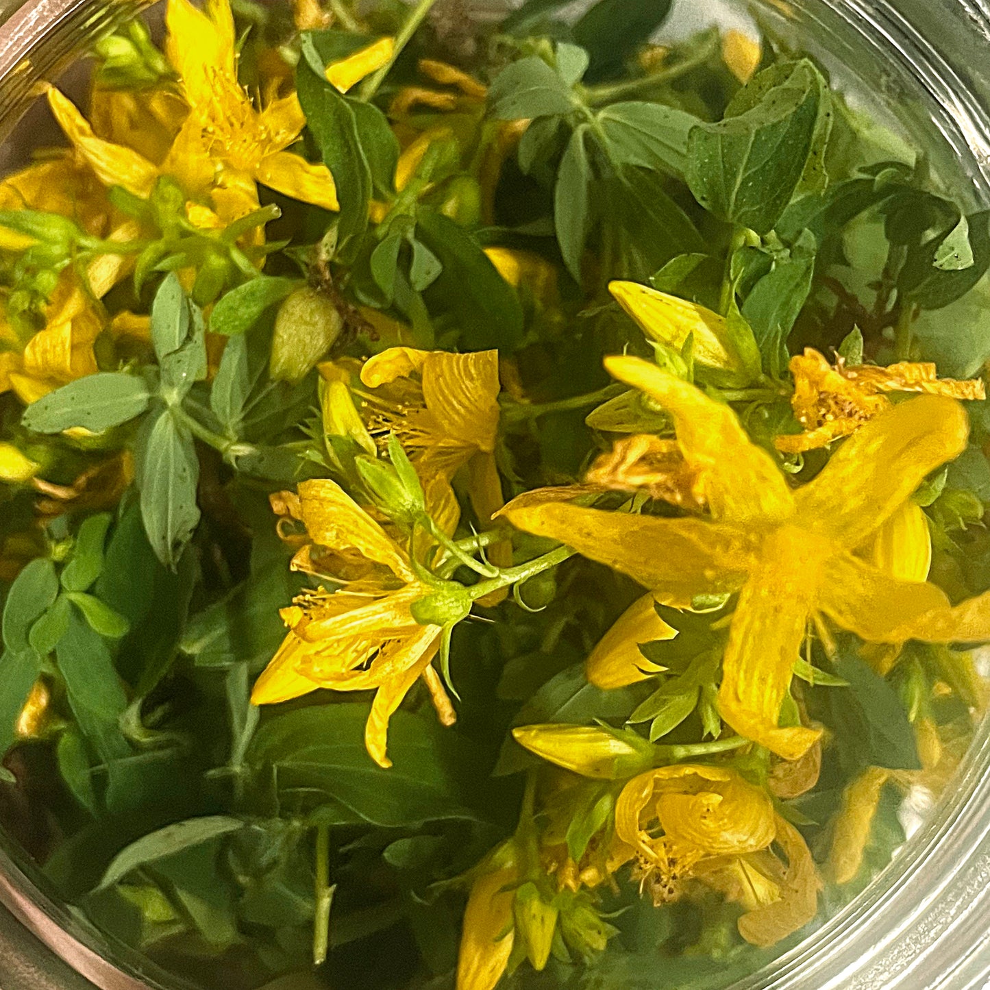St. John's Wort Tincture