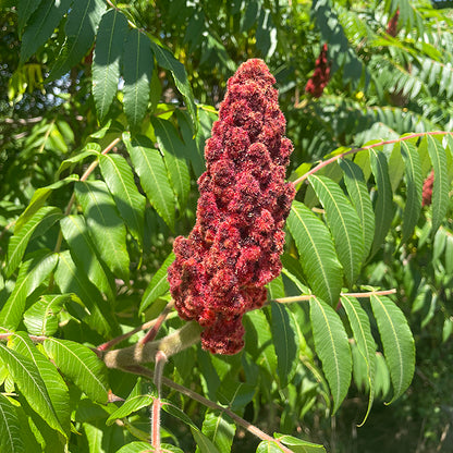 Sumac Tincture