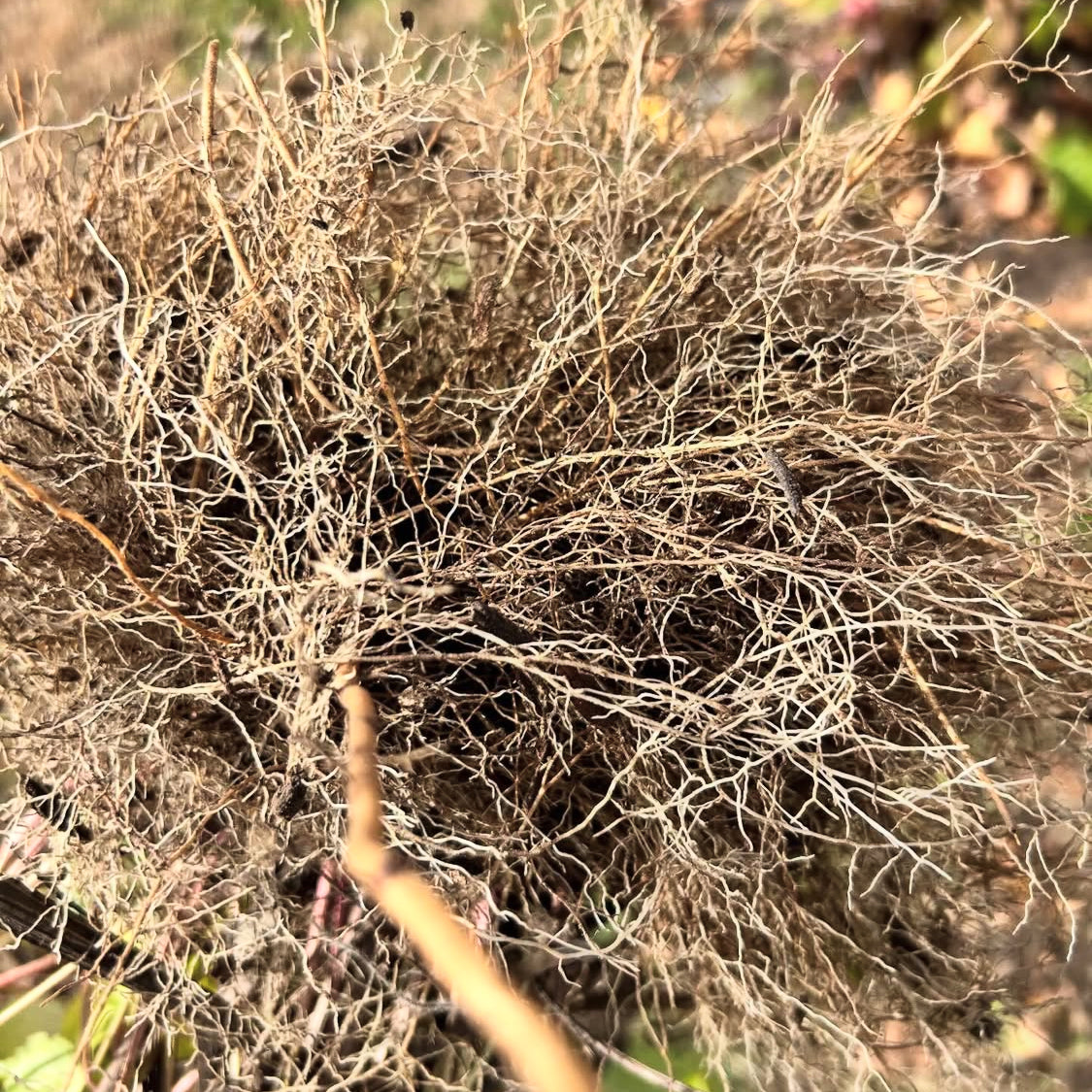 Valerian Root Tincture