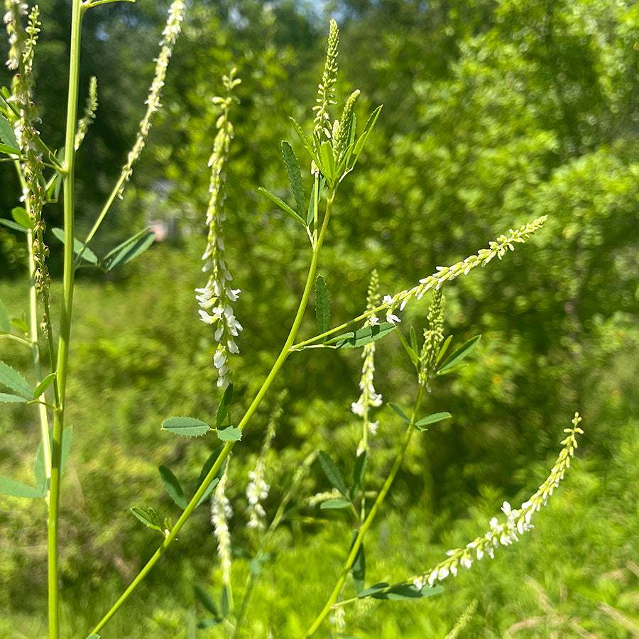 White Sweetclover Tincture