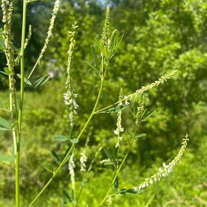 White Sweetclover Tincture