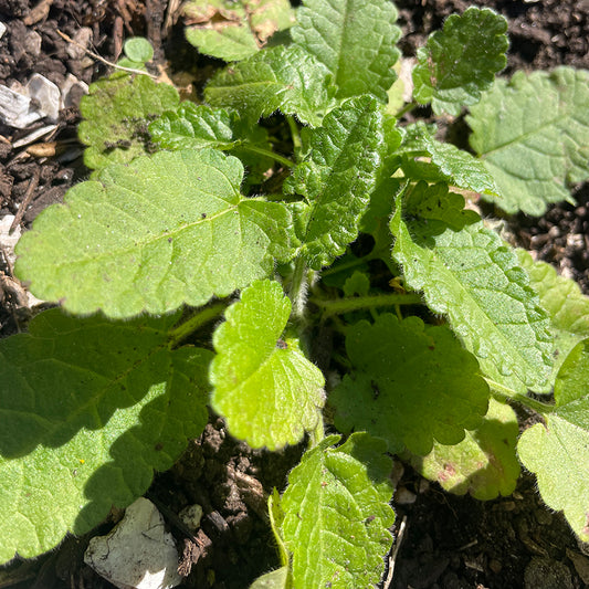 Wood Betony Tincture
