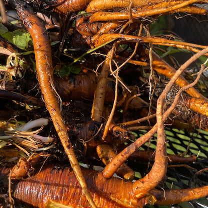 Yellow Dock Tincture