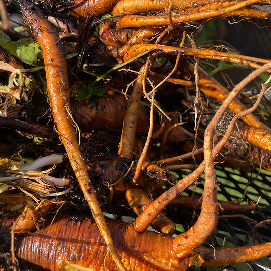 Yellow Dock Tincture
